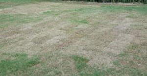 Fall Armyworm grass damage