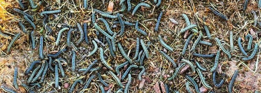 Fall Armyworms